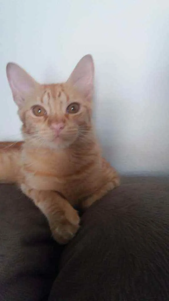 Gato ra a Srd idade 2 a 6 meses nome Simba