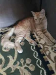 Simba
