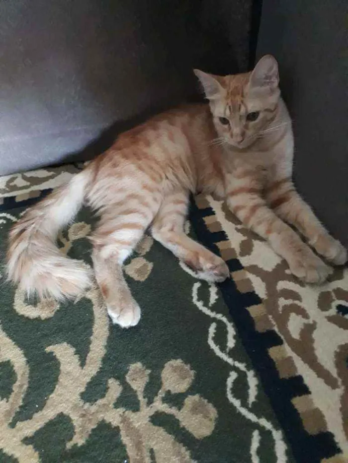 Gato ra a Srd idade 2 a 6 meses nome Simba
