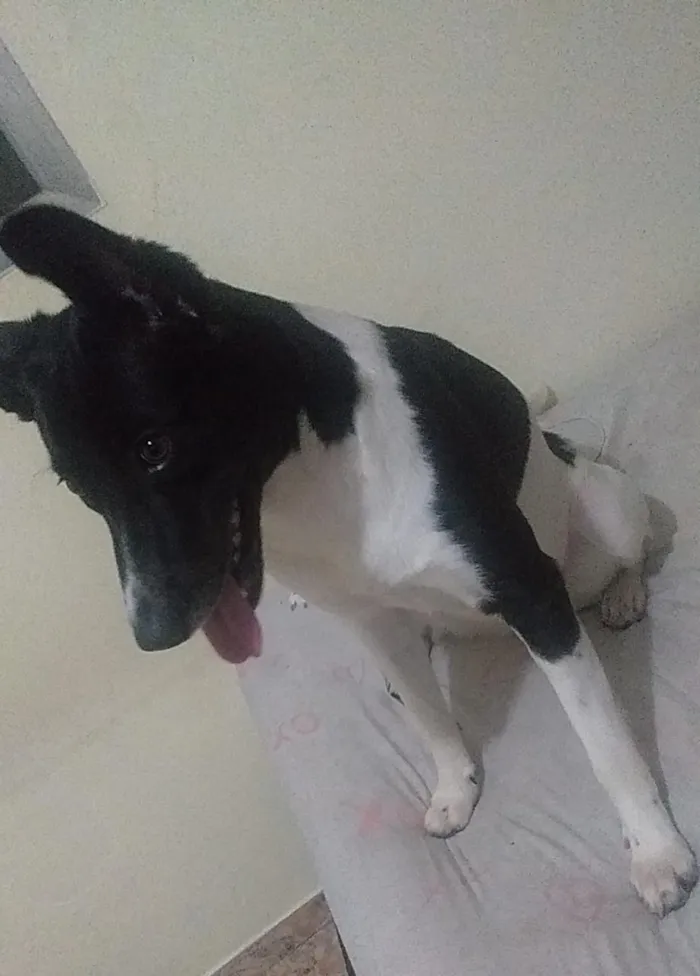 Cachorro ra a Viralata idade 7 a 11 meses nome Nina