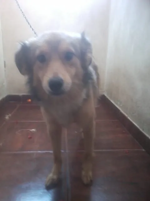Cachorro raça não definoida idade 1 ano nome bubu