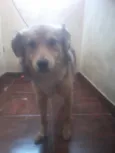 bubu