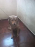 bubu