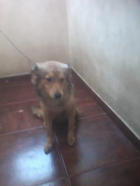 Cachorro raça não definoida idade 1 ano nome bubu