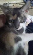 Cylla