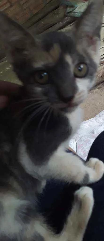 Gato ra a Srd idade 2 a 6 meses nome Cylla