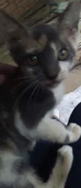 Cylla