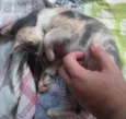 Cylla