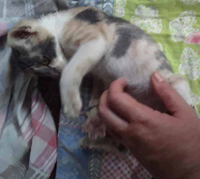 Gato ra a Srd idade 2 a 6 meses nome Cylla