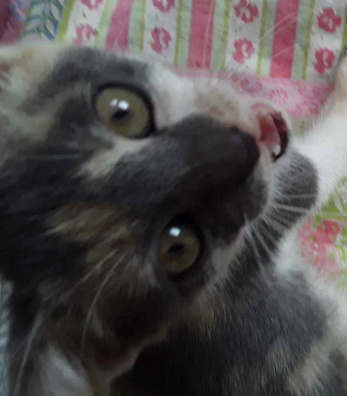 Gato ra a Srd idade 2 a 6 meses nome Cylla
