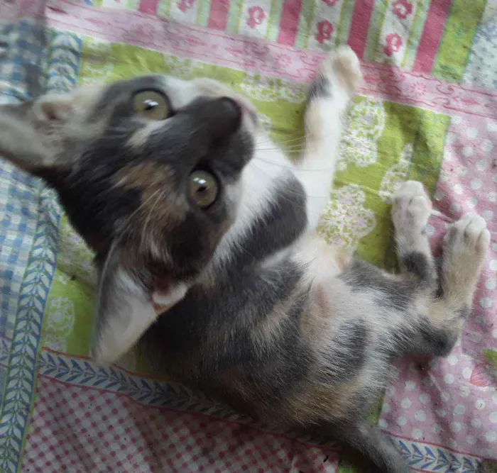 Gato ra a Srd idade 2 a 6 meses nome Cylla