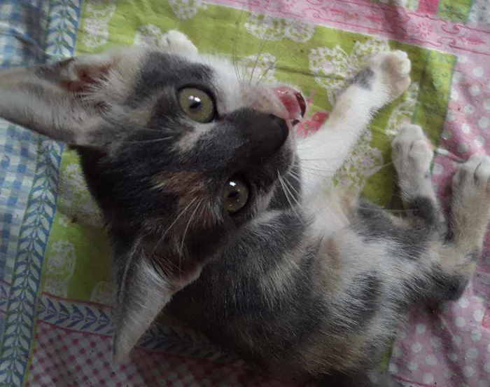 Gato ra a Srd idade 2 a 6 meses nome Cylla