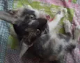 Cylla
