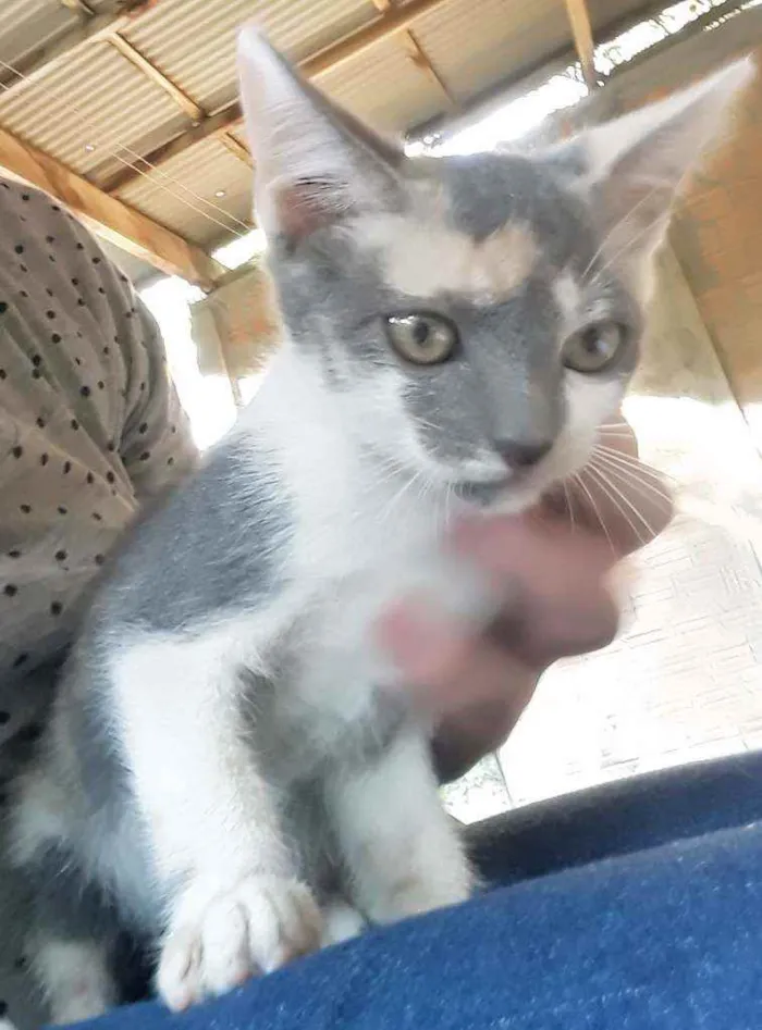 Gato ra a Srd idade 2 a 6 meses nome Cylla
