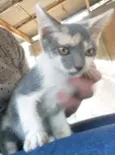 Cylla