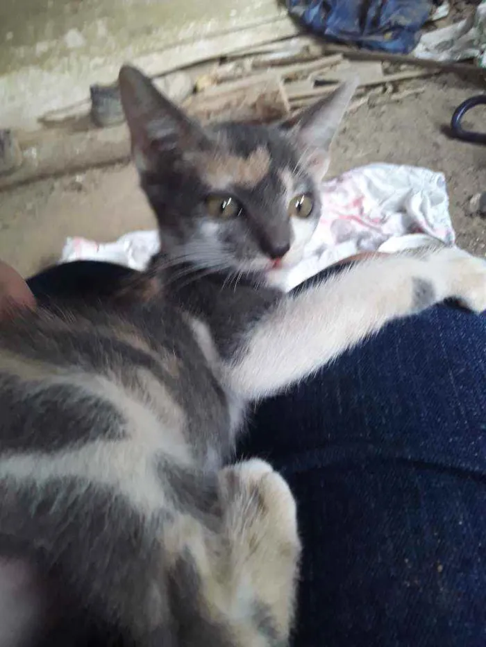 Gato ra a Srd idade 2 a 6 meses nome Cylla