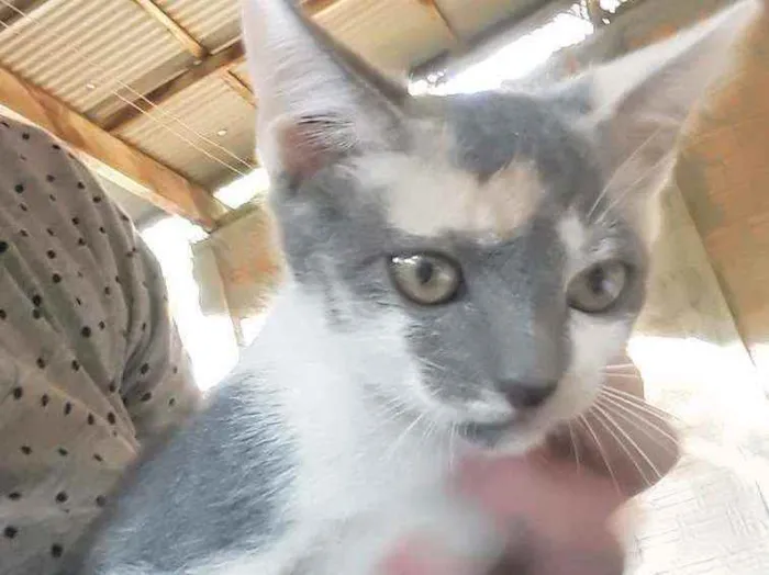 Gato ra a Srd idade 2 a 6 meses nome Cylla