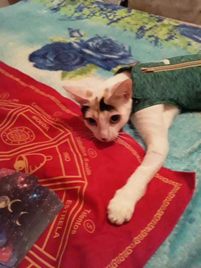 Gato ra a Srd idade 1 ano nome Hera