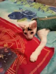 Hera