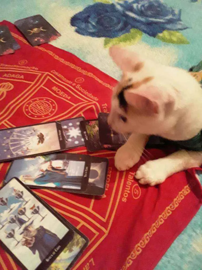 Gato ra a Srd idade 1 ano nome Hera