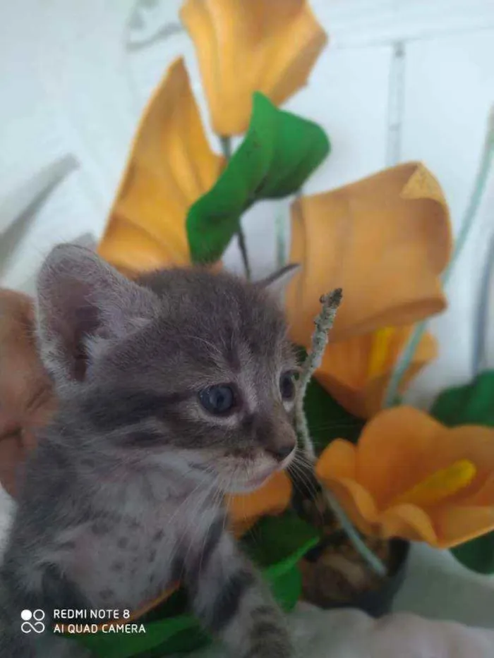 Gato raça Indefinida idade Abaixo de 2 meses nome Filhotes