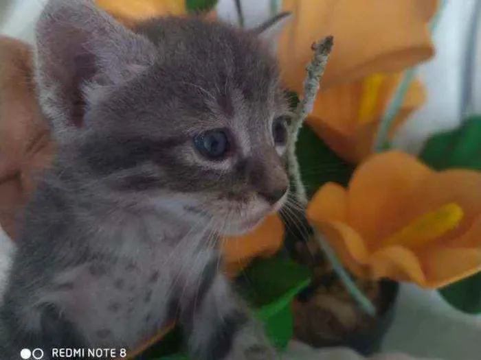 Gato raça Indefinida idade Abaixo de 2 meses nome Filhotes