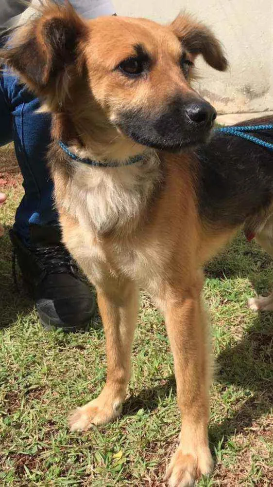Cachorro raça Vira lata  idade 1 ano nome Zezinho 