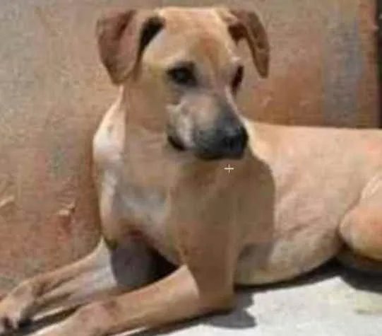 Cachorro raça Vira lata  idade 1 ano nome Alvaro 