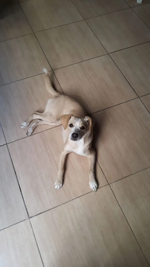 Cachorro ra a  idade 2 anos nome Pepita