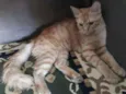 Simba