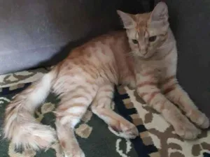 Gato raça Srd idade 2 a 6 meses nome Simba