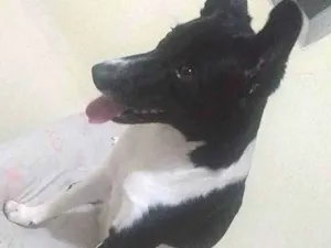 Cachorro raça Viralata idade 7 a 11 meses nome Nina