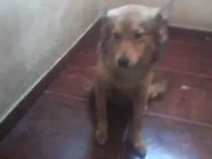 Cachorro raça não definoida idade 1 ano nome bubu