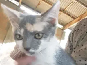 Gato raça Srd idade 2 a 6 meses nome Cylla