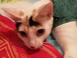 Gato raça Srd idade 1 ano nome Hera
