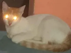 Gato raça Sem raça idade 2 a 6 meses nome Lorinho