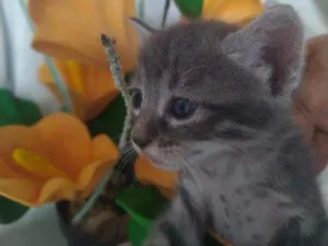 Gato raça Indefinida idade Abaixo de 2 meses nome Filhotes