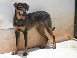 Cachorro raça Vira lata  idade 1 ano nome Mary