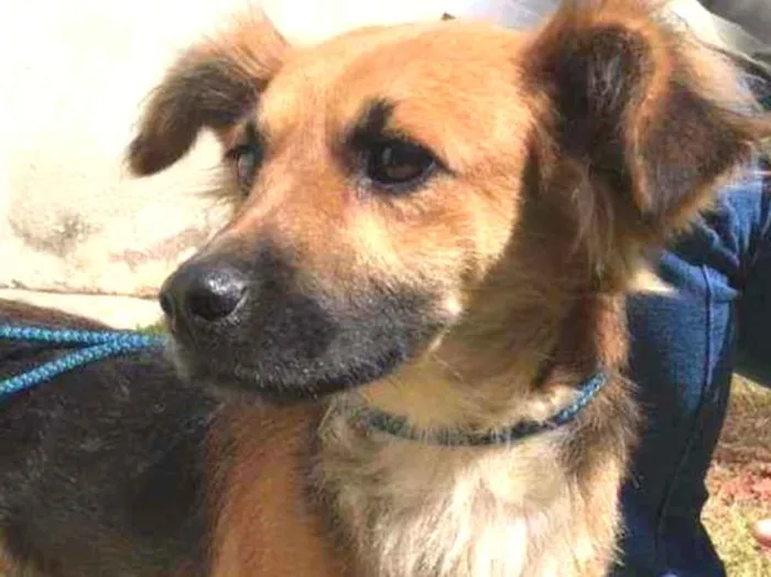 Cachorro raça Vira lata  idade 1 ano nome Zezinho 