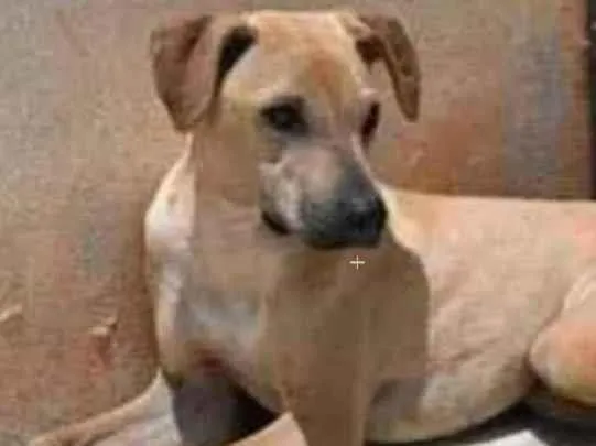 Cachorro raça Vira lata  idade 1 ano nome Alvaro 