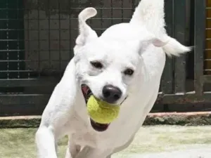 Cachorro raça Mestiço labrador idade 3 anos nome Ras
