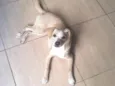Pepita
