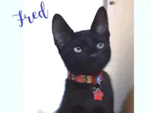 Gato raça Srd idade 2 a 6 meses nome Fred