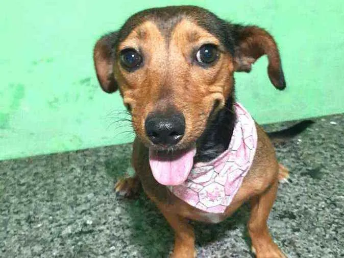 Cachorro raça Dachshund ( mestiça  idade 1 ano nome Mel ( mestiça)