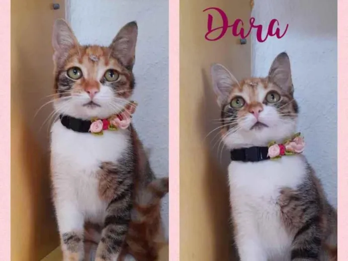 Gato raça Srd idade 2 a 6 meses nome Dara
