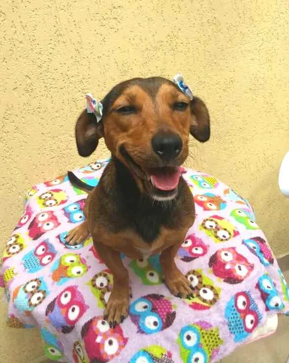 Cachorro raça Dachshund ( mestiça  idade 1 ano nome Mel ( mestiça)