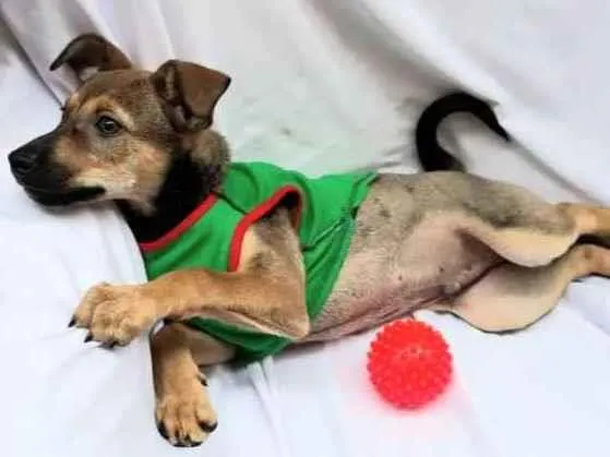 Cachorro raça Sem raça definida  idade 2 a 6 meses nome Joca