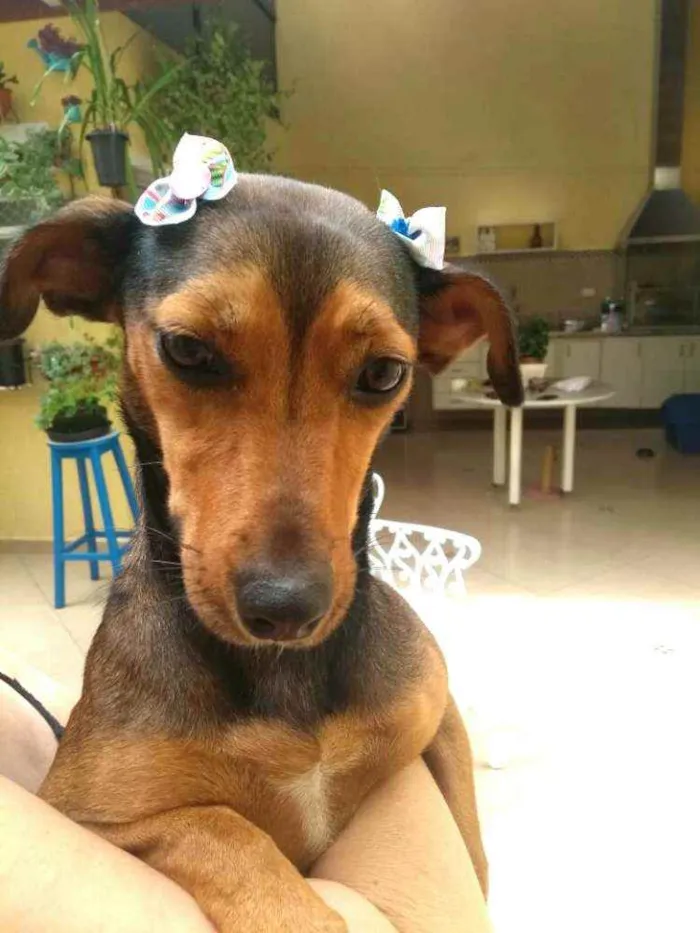 Cachorro raça Dachshund ( mestiça  idade 1 ano nome Mel ( mestiça)