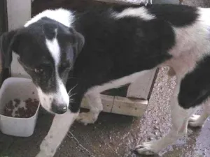 Cachorro raça Nao sei idade 3 anos nome Bolota