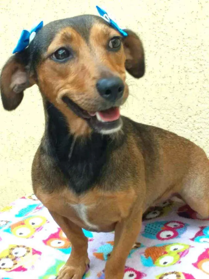 Cachorro raça Dachshund ( mestiça  idade 1 ano nome Mel ( mestiça)